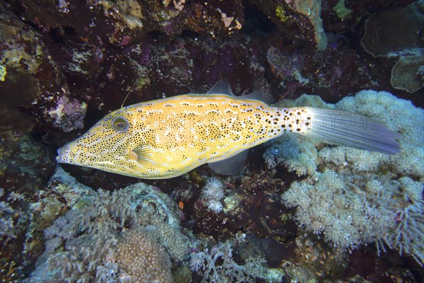 Scrawled filefish