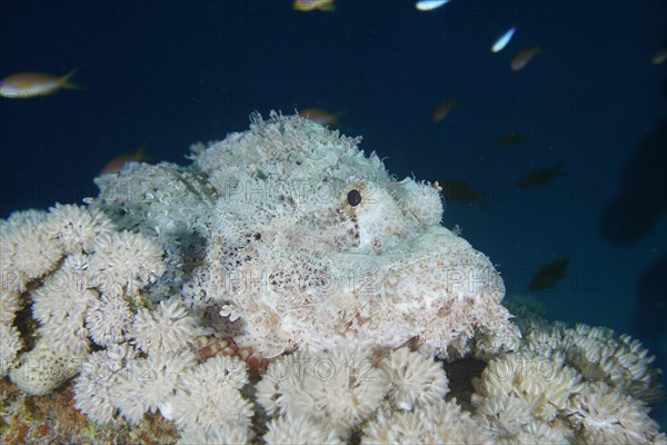 Well camouflaged false stonefish