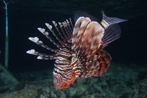 Pacific red lionfish