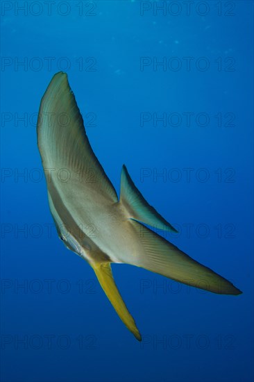 Juvenile roundhead batfish