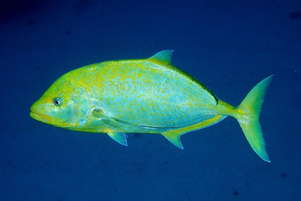 Orange-spotted trevally