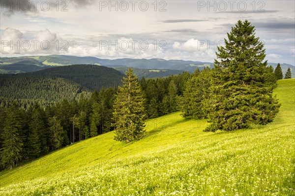 Landscape with flower meadows