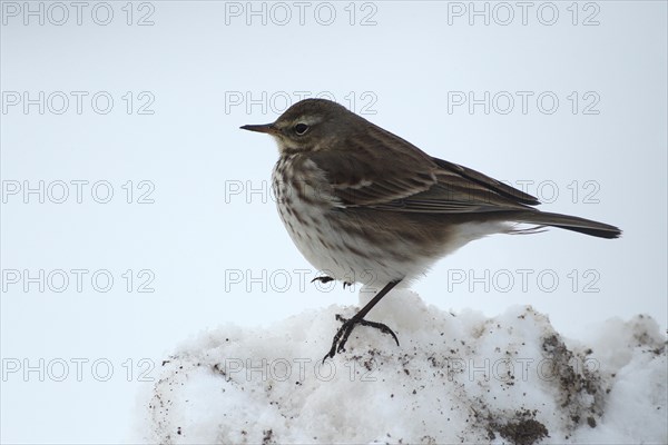 Water pipit