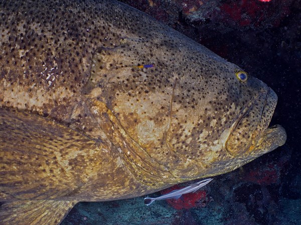 Close-up of atlantic goliath grouper