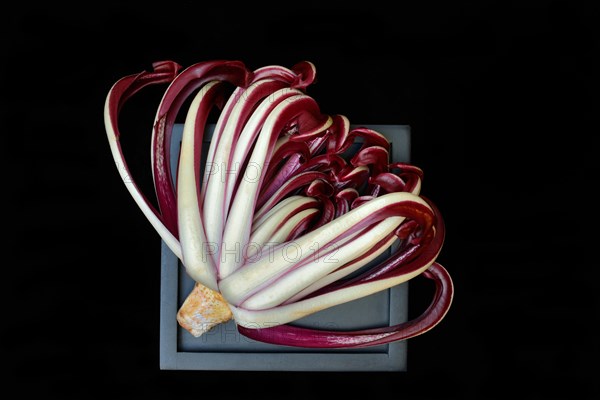 Radicchio