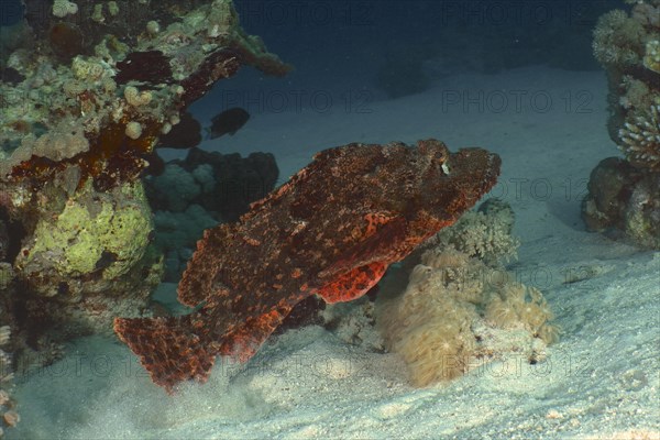 Tassled scorpionfish