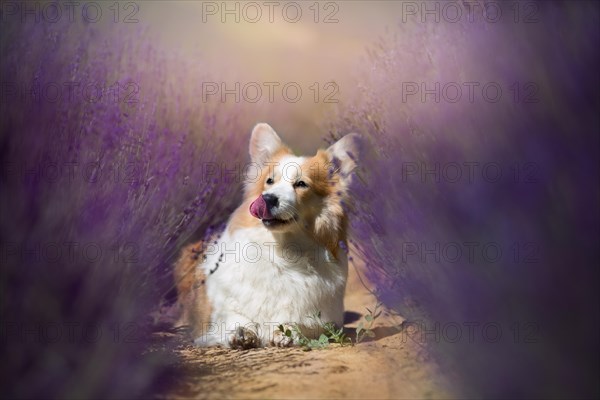 Welsh Corgi Pembroke dog