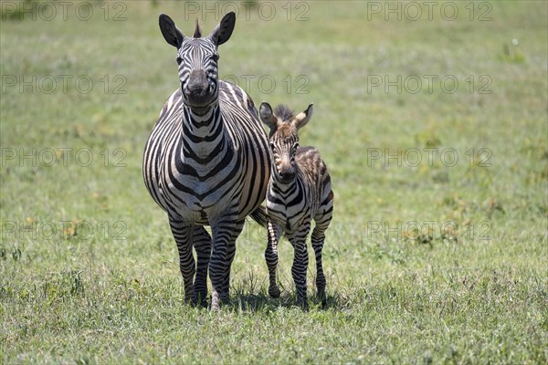 Plains zebra