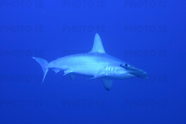 Scalloped hammerhead