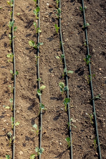 Irrigation system using sprinklers in a cultivated field for Watering