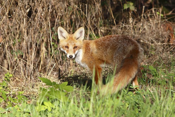Red fox