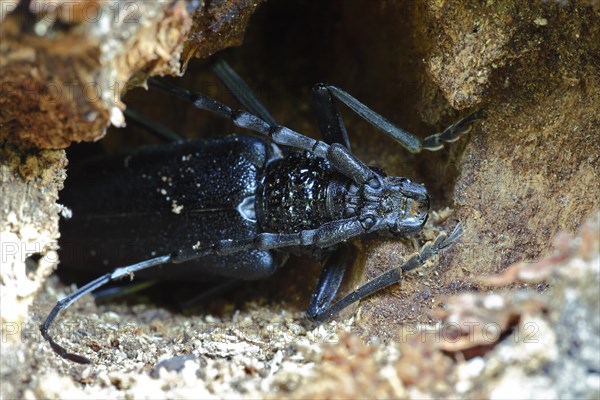 Great capricorn beetle