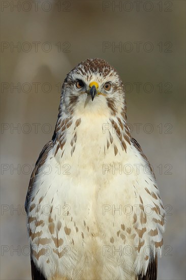 Steppe buzzard