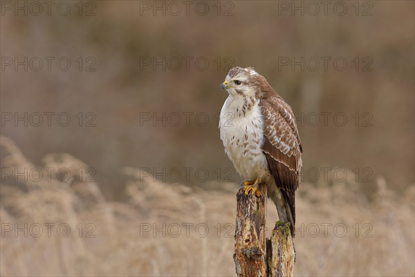 Common steppe buzzard