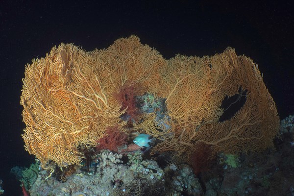 Giant sea fan