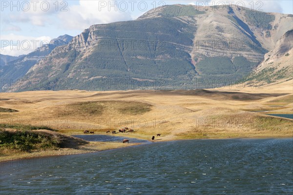 Bisons in Waterton Lakes National Park in Alberta