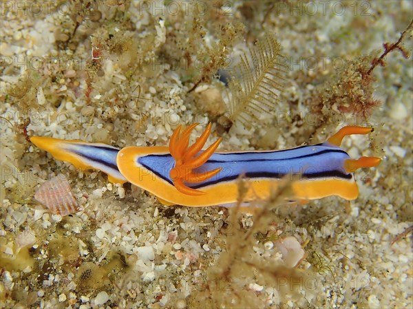 Hamiltons Chromodoris