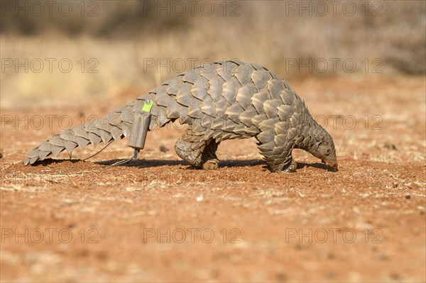 Ground pangolin