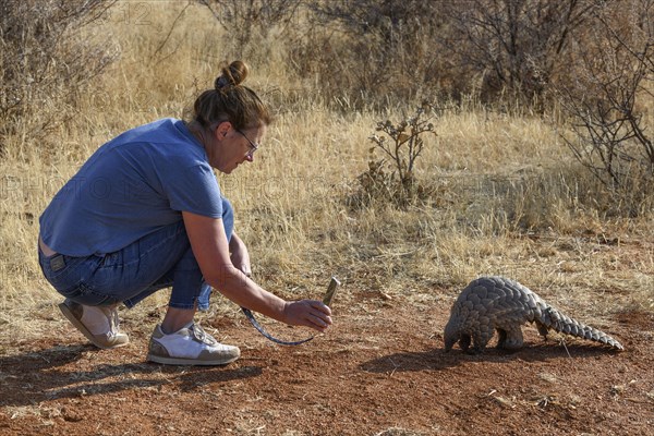 Tourist taking photos of ground pangolin