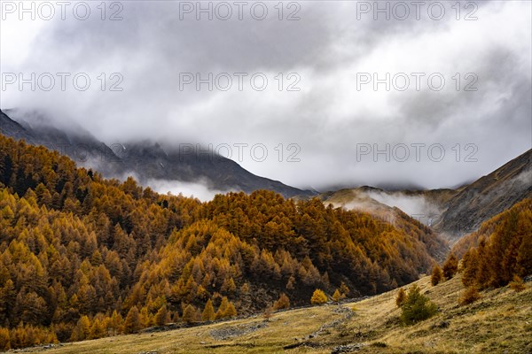 Autumn larch