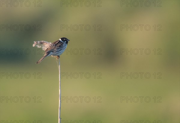 Reed bunting