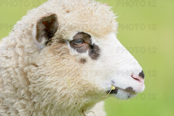 Portrait of a lamb with brown spots around the eyes. Alsace