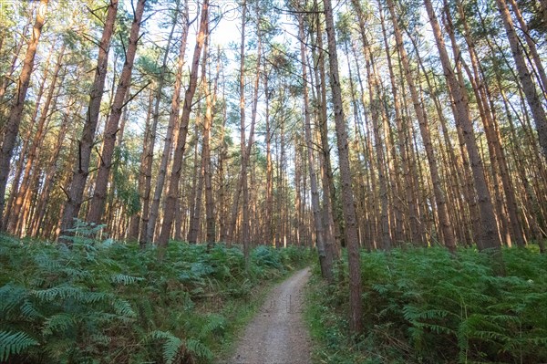 Hiking trail in the Darss primeval forest