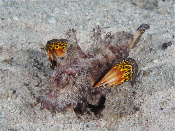 A Red Sea walkman filament devilfish