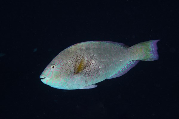 Viridescent parrotfish