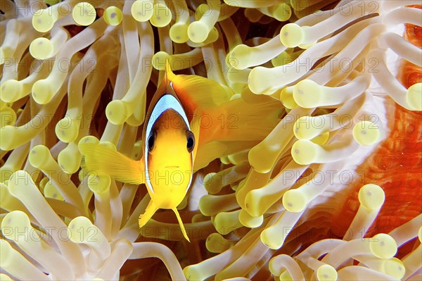 A red sea clownfish