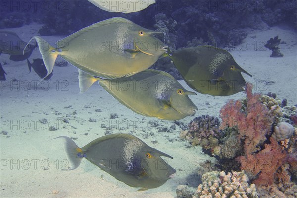 Group of bluespine unicornfish