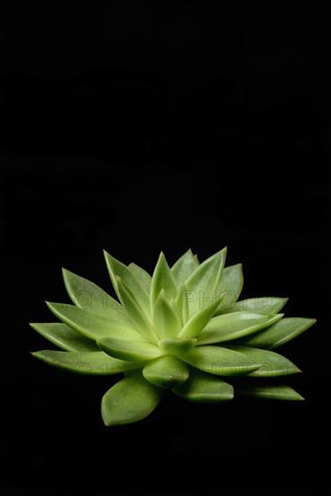 Leaf rosette of an echeveria