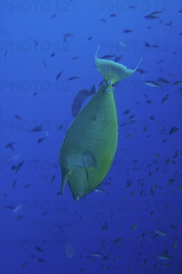 Bluespine unicornfish