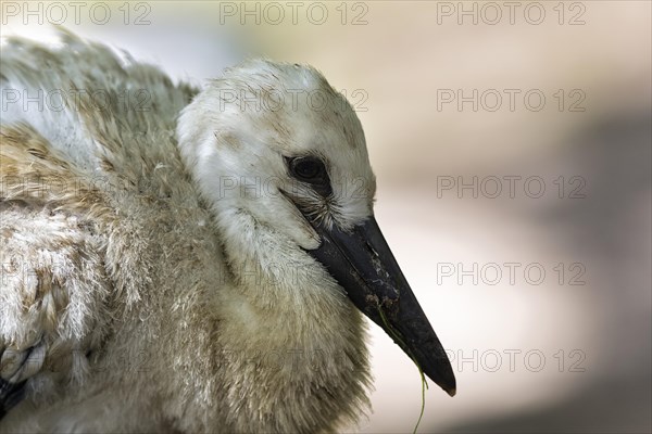 White Stork