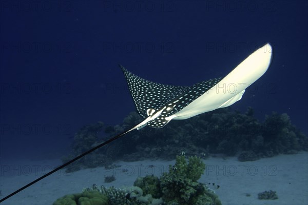 Spotted eagle ray