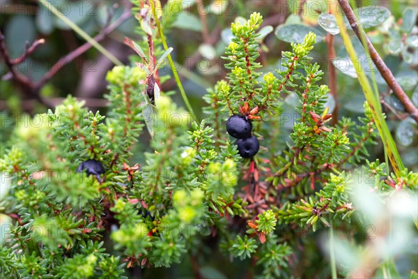 Black crowberry