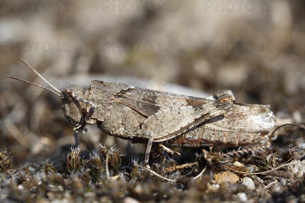 Blue band-winged grasshopper