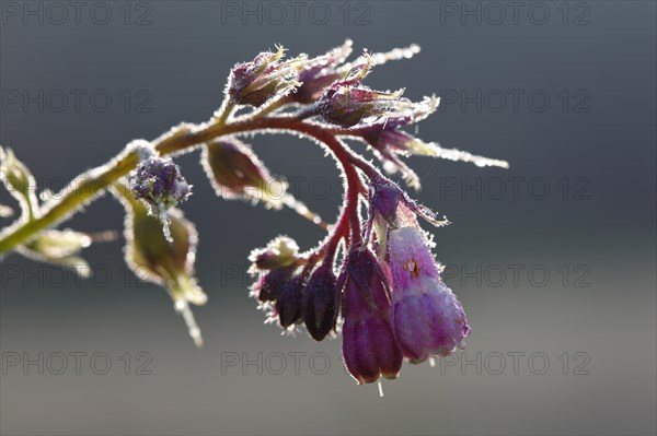 Common comfrey