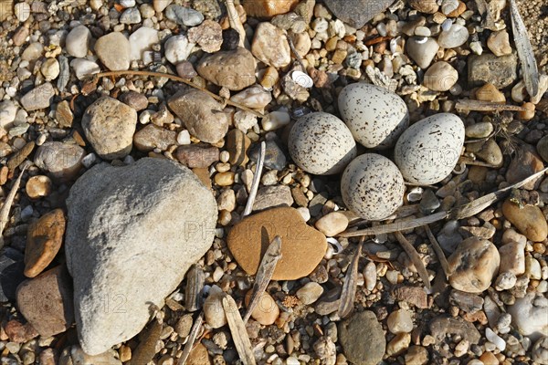 Little Ringed Plover