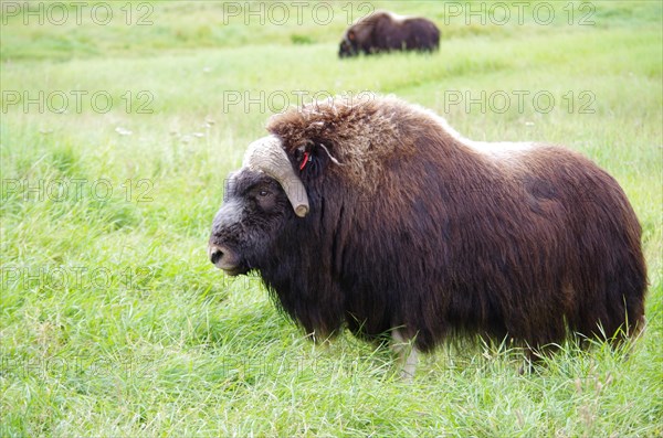 Musk ox on a farm near Anchorage