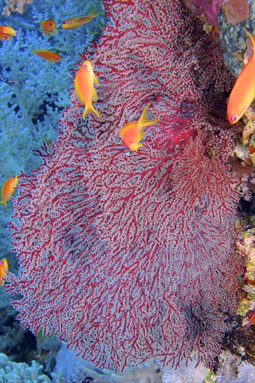 Red knot coral