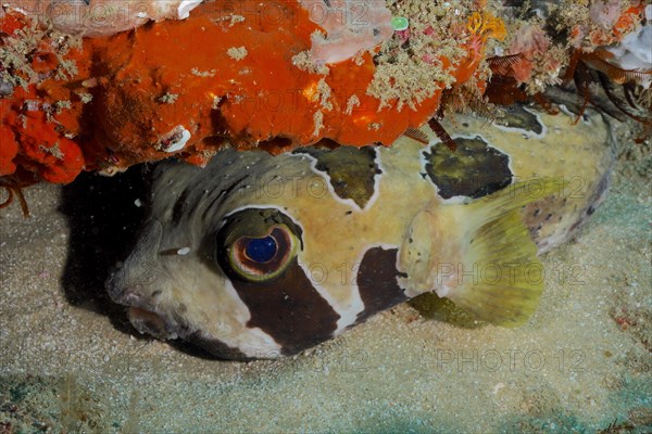 Black-blotched porcupinefish