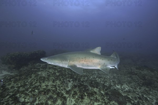 Sand tiger shark