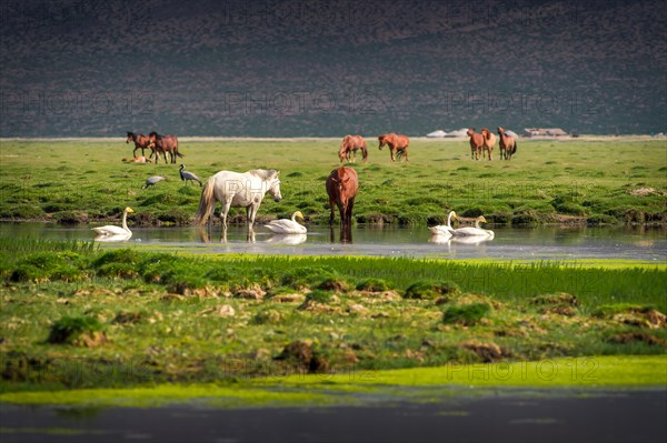 Pasture with horses