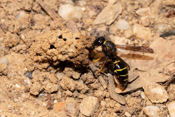 Common chimney wasp with open wings hanging from breeding tube seen on the left
