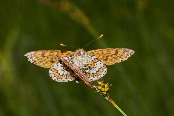 Golden Fritillary