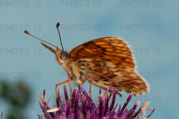 Fritillary fritillary butterfly butterfly with open wings sitting on purple flower seeing from front left against blue sky