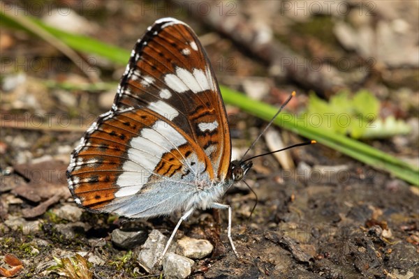 Small Kingfisher Butterfly with closed wings sitting on ground sucking right looking