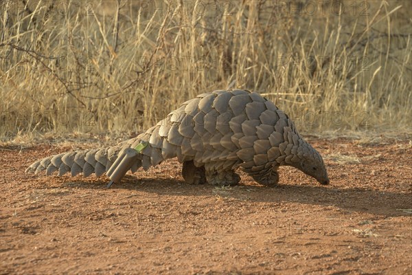 Ground pangolin