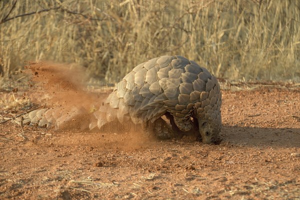 Ground pangolin